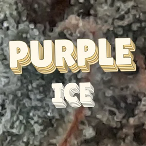 Purple Ice Cannabis Strain