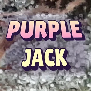 Purple Jack Cannabis Strain