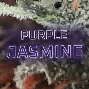 Purple Jasmine Cannabis Strain