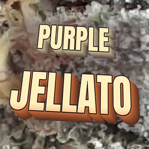 Purple Jellato Cannabis Strain
