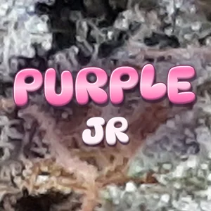 Purple JR Cannabis Strain