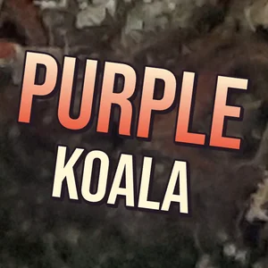Purple Koala Cannabis Strain