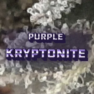 Purple Kryptonite Cannabis Strain