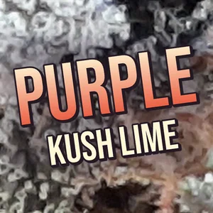 Purple Kush Lime Cannabis Strain
