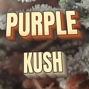Purple Kush Cannabis Strain