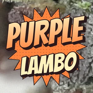 Purple Lambo Cannabis Strain