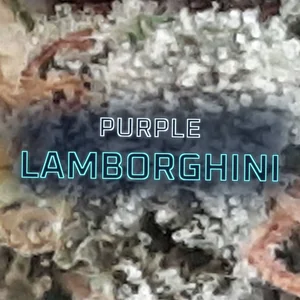 Purple Lamborghini Cannabis Strain