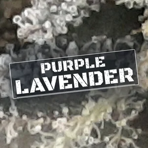 Purple Lavender Cannabis Strain