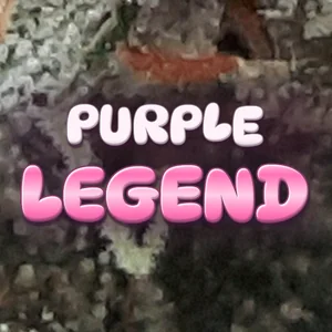 Purple Legend Cannabis Strain