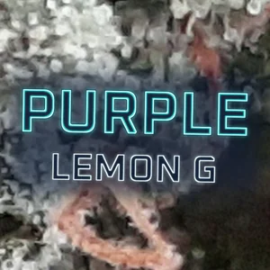 Purple Lemon G Cannabis Strain
