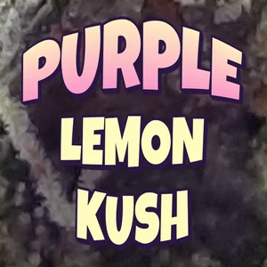 Purple Lemon Kush Cannabis Strain