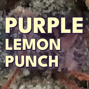 Purple Lemon Punch Cannabis Strain