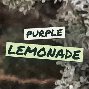 Purple Lemonade Cannabis Strain