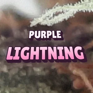 Purple Lightning Cannabis Strain