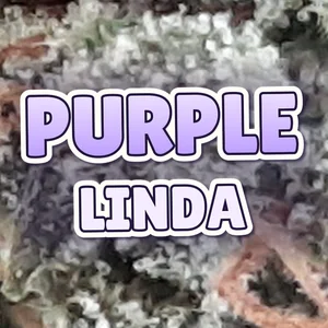 Purple Linda Cannabis Strain