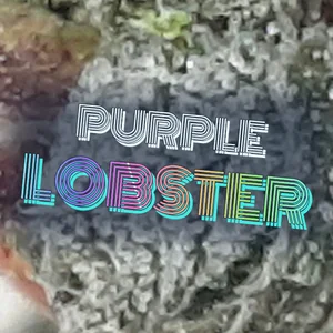 Purple Lobster Cannabis Strain