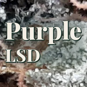 Purple LSD Cannabis Strain
