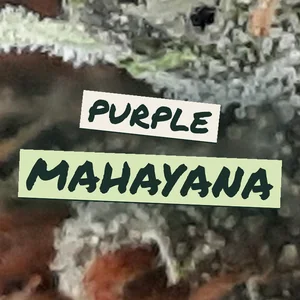 Purple Mahayana Cannabis Strain