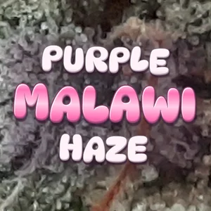 Purple Malawi Haze Cannabis Strain