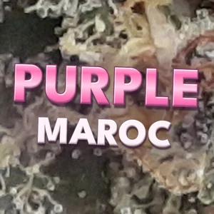 Purple Maroc Cannabis Strain