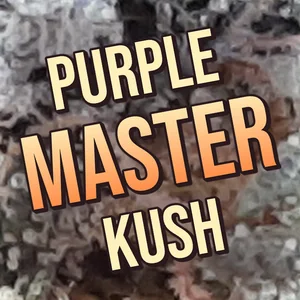 Purple Master Kush Cannabis Strain