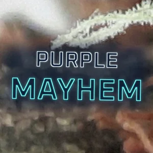 Purple Mayhem Cannabis Strain
