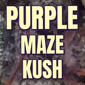 Purple Maze Kush Cannabis Strain
