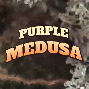 Purple Medusa Cannabis Strain