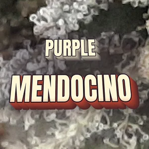 Purple Mendocino Cannabis Strain