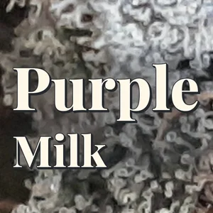Purple Milk Cannabis Strain