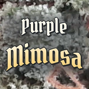 Purple Mimosa Cannabis Strain