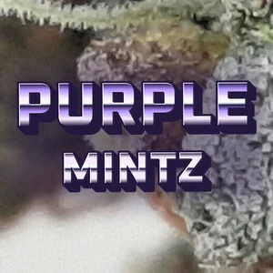 Purple Mintz Cannabis Strain