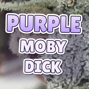 Purple Moby Dick Cannabis Strain