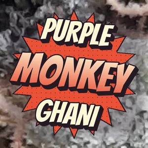 Purple Monkey Ghani Cannabis Strain