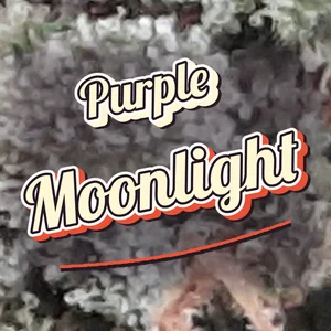 Purple Moonlight Cannabis Strain