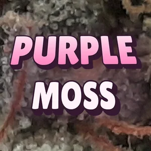 Purple Moss Cannabis Strain