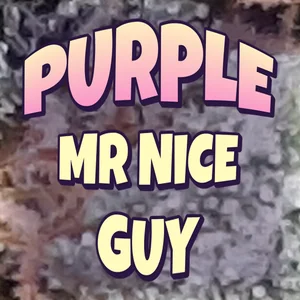 Purple Mr Nice Guy Cannabis Strain