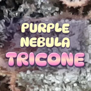 Purple Nebula Tricone Cannabis Strain