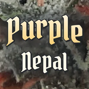 Purple Nepal Cannabis Strain