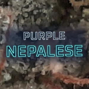 Purple Nepalese Cannabis Strain