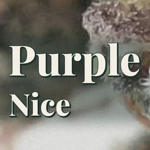 Purple Nice Cannabis Strain