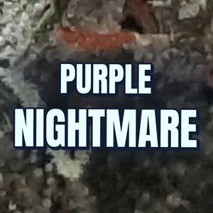 Purple Nightmare Cannabis Strain