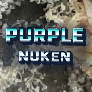 Purple Nuken Cannabis Strain