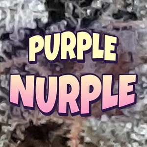 Purple Nurple Cannabis Strain