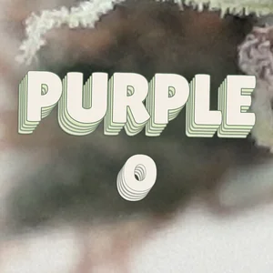 Purple O Cannabis Strain