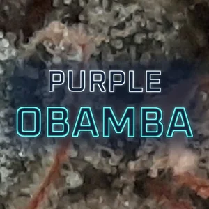 Purple Obamba Cannabis Strain