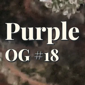 Purple OG #18 Cannabis Strain