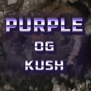 Purple OG Kush Cannabis Strain