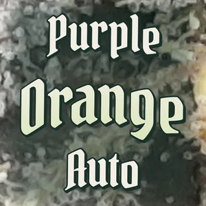 Purple Orange Auto Cannabis Strain