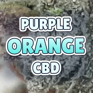 Purple Orange CBD Cannabis Strain